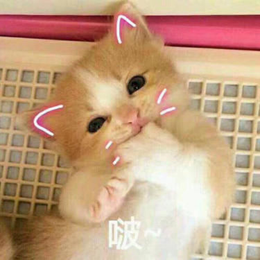 圆滚滚小丸子