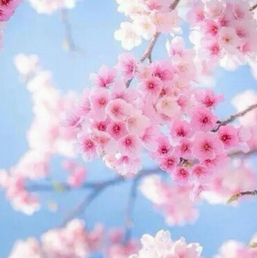 露娜玛丽亚·霍克