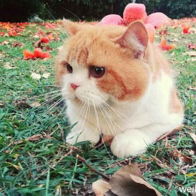 弓长大班