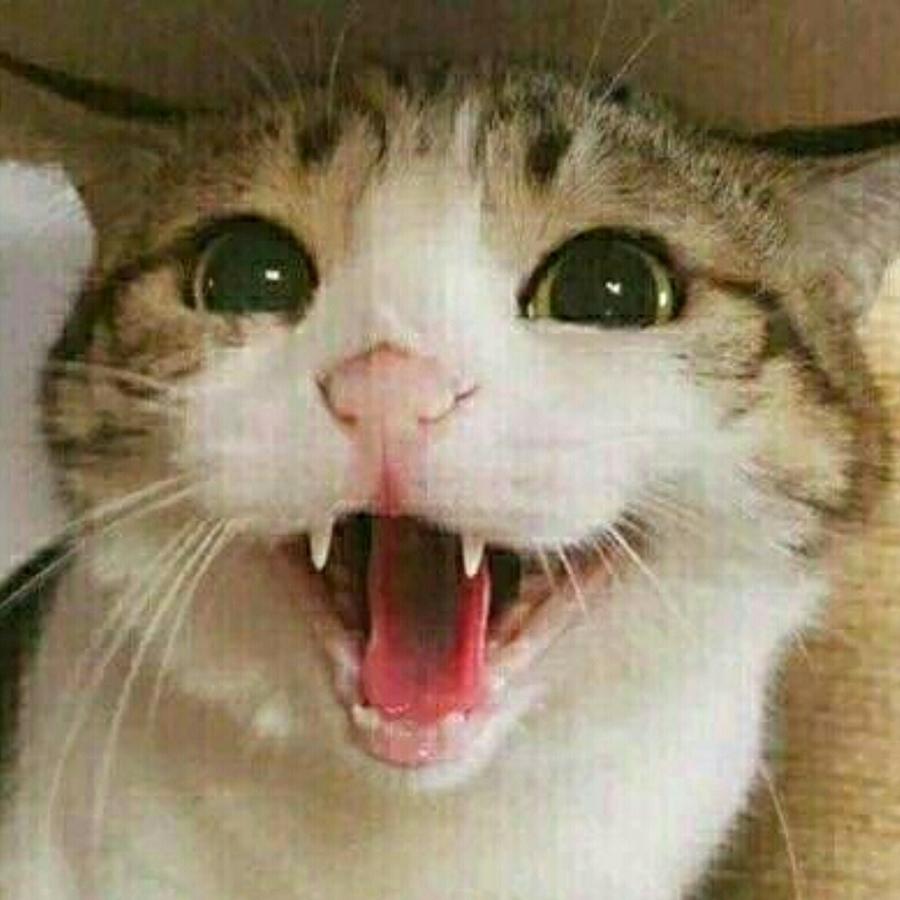 我の朋友ゾ很少