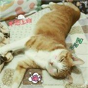 貓的呼嚕