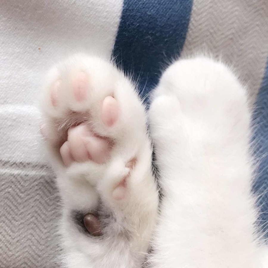 盐你一脸帕露露