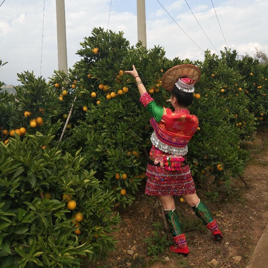 刀伊光