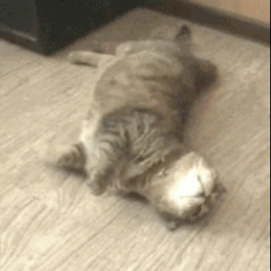 梦秋秋秋