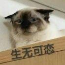 地球人一只......