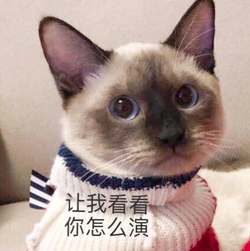 吃瓜的猫粮