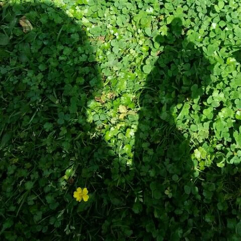静默悠然