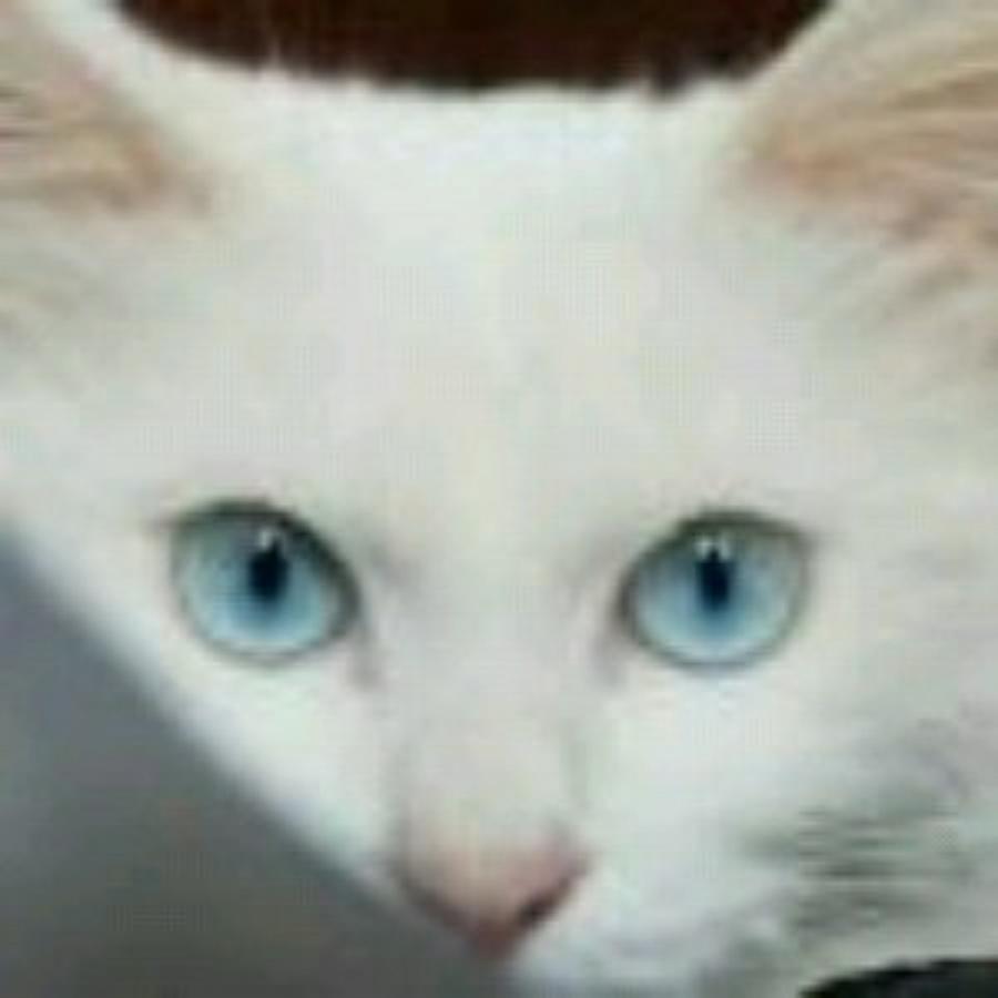 薛定谔的猫菌