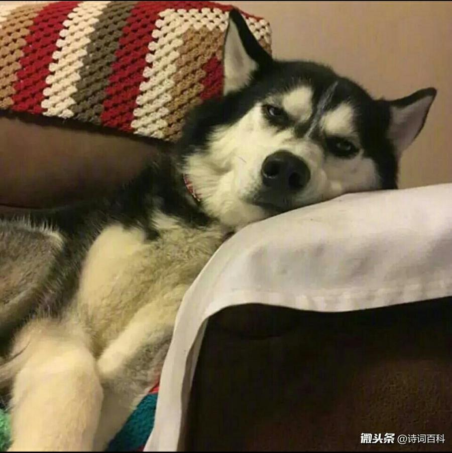 AQ是条大鳕鱼:-)
