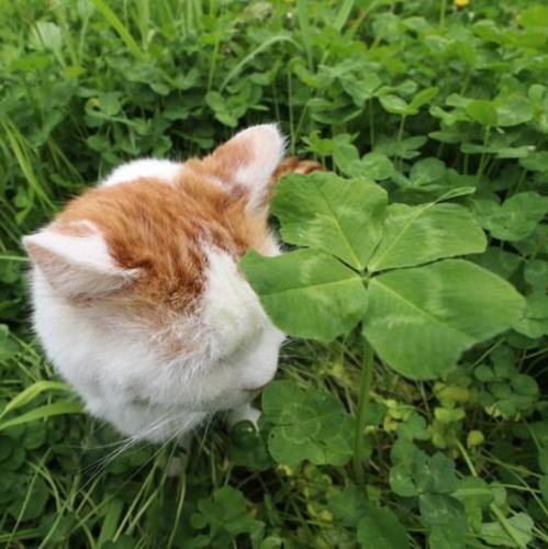 猫侄子