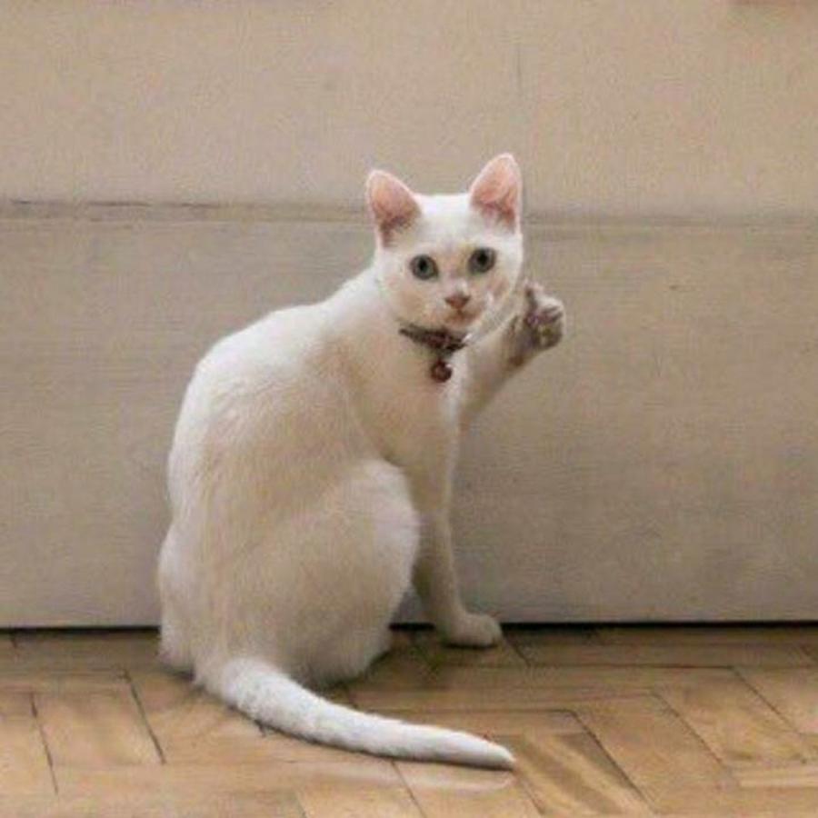 可了不敌
