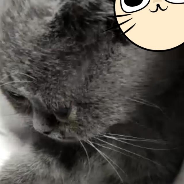 茶蛋蛋呐