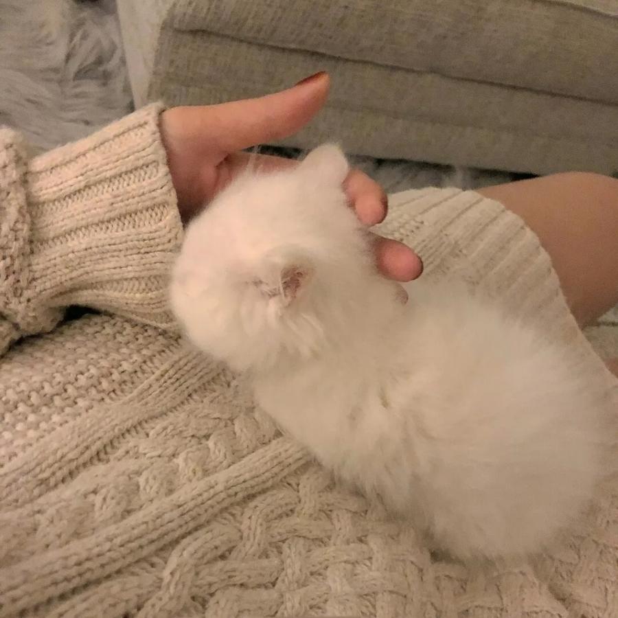 無潼.
