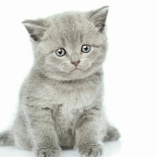 大橘子(•∀•)