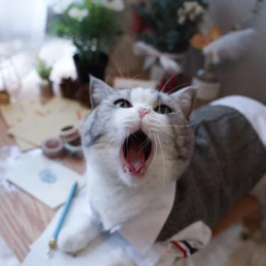 狮头狮尾