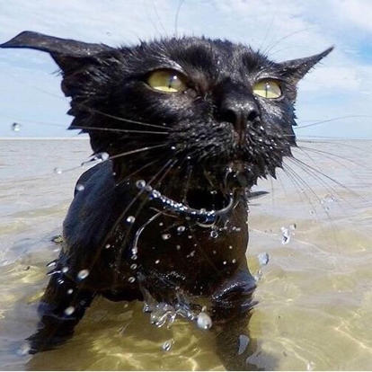 猫吃剩夏天一个角