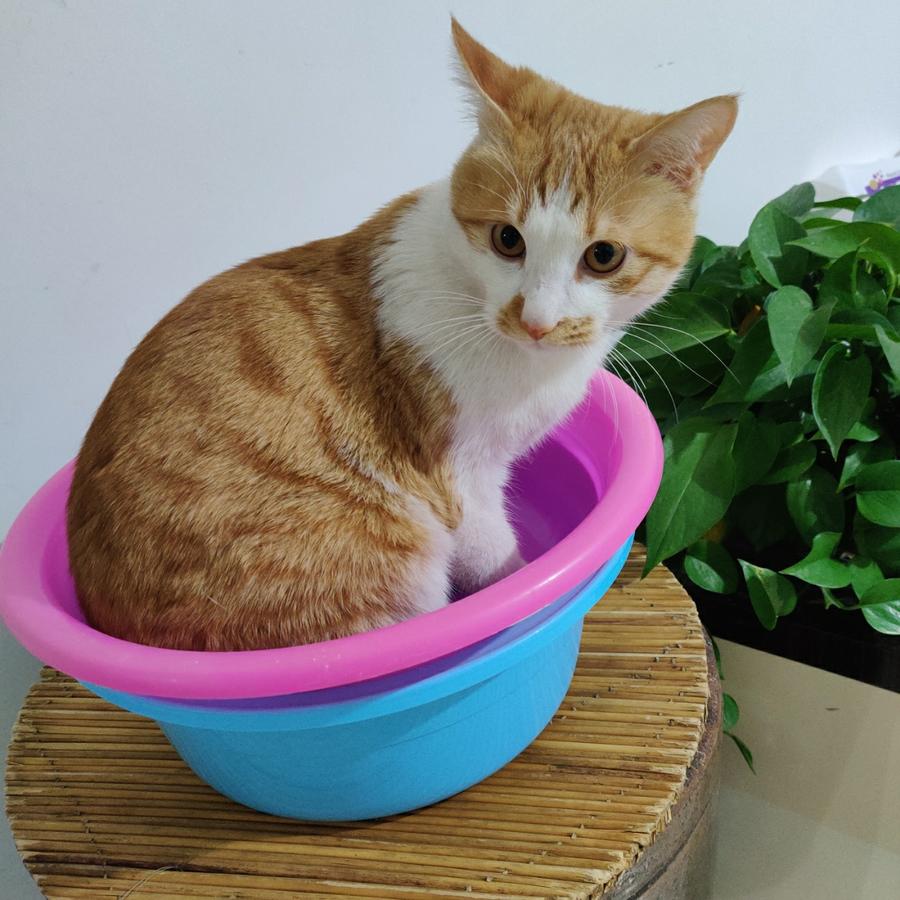 他说他要去流浪