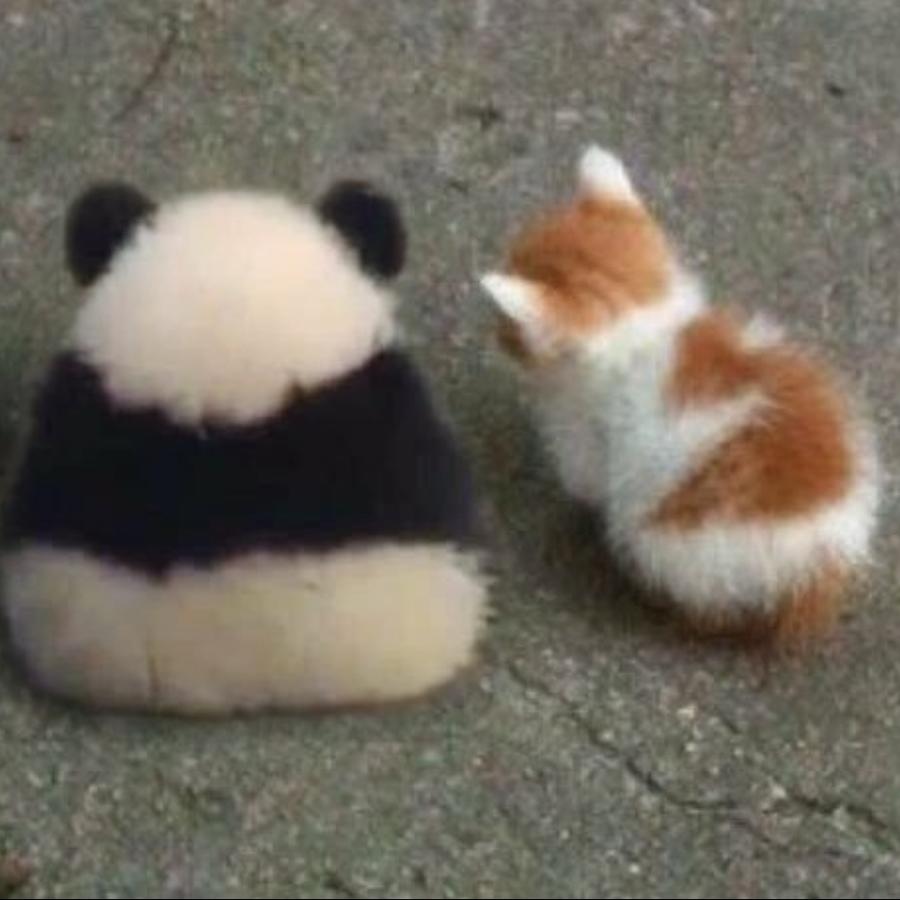 ❤️猫咪缪❤️