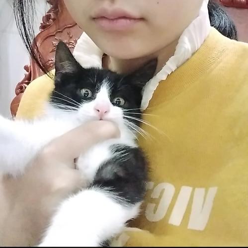 有猫的长安君