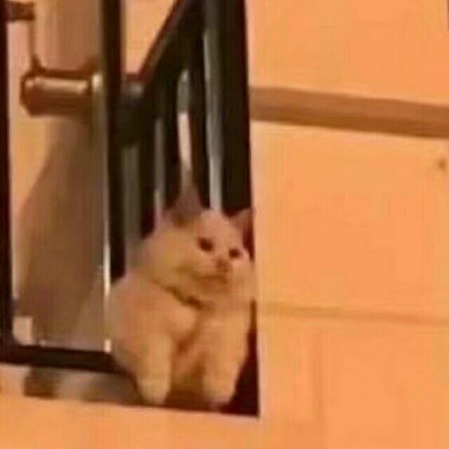 陶陶陶陶苏