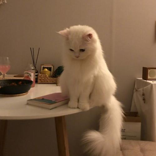 酸菜仔子